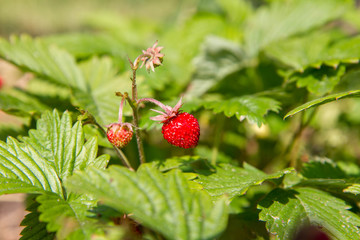 Wild strawberries (Fragaria vesca), fruiting plant in a garden