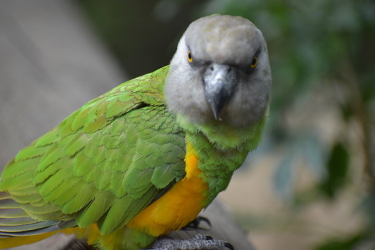 Portrait of a Brown Headed Parrot in South Africa