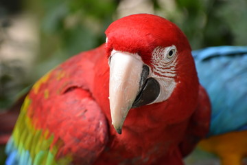 Closeup of a colorful beautiful red Green Winged Macaw in South Africa