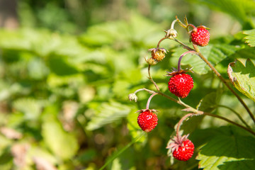 Wild strawberries (Fragaria vesca), fruiting plant in a garden