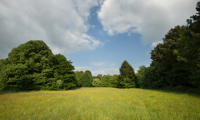Nice field filled with spring flower with a forest in the background