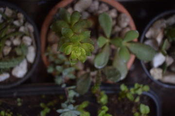 Vaso com planta suculenta, decoração de jardim