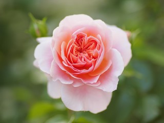 Frühling - zarte Rose blüht auf