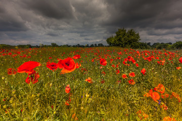Rural landscape. Field with blooming poppies.