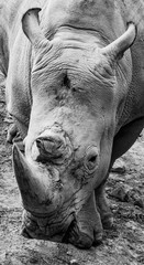 a beautiful close up portrait of a rhino in black and white 
