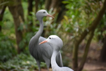 Closeup of  two big African Blue Cranes in South Africa