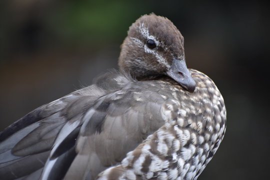 Closeup of a brown Marble Teal in a park in South Africa