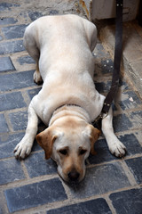 Hund auf Kreta