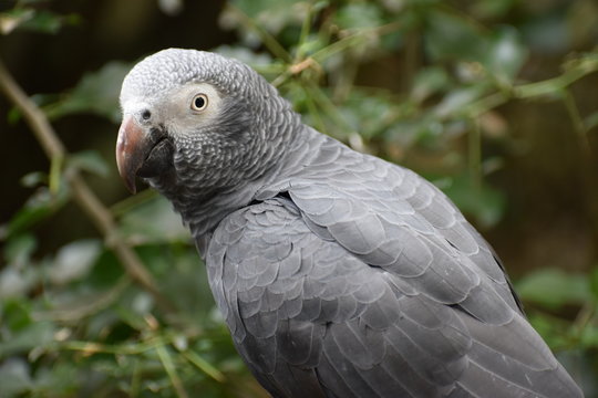 Portrait of an African Grey Parrot in South Africa