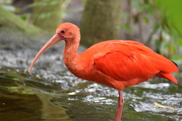 Closeup of a colorful red Scarlet Ibis in South Africa