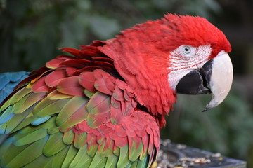 Obraz premium Closeup of a colorful beautiful red Green Winged Macaw in South Africa