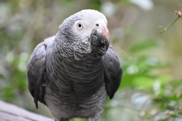 Fototapeta premium Portrait of an African Grey Parrot in South Africa