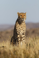 Male cheetah in Tiger Canyons Game Reserve in South Africa