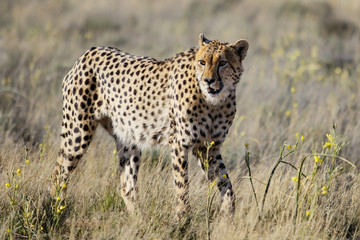 Male cheetah in Tiger Canyons Game Reserve in South Africa
