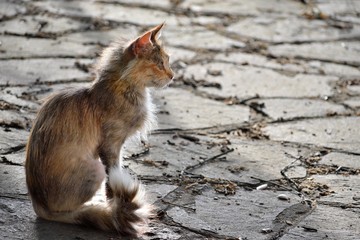 Giovane Gatto randagio