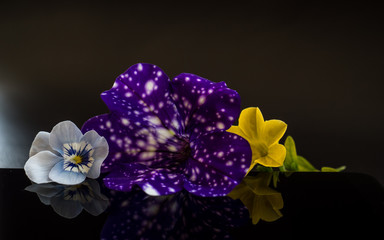 Flowers with reflection in dark studio petunia