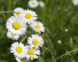 Obraz na płótnie Canvas Bunch of close up perfect white yellow Daisy flowers (Bellis perennis) in green grass, selective focus, spring floral background, copy space