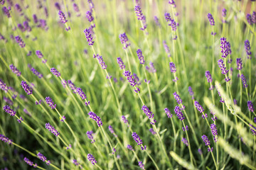 Background of violet lavender