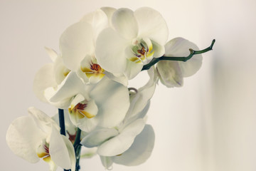 White orchids on white background with shadow