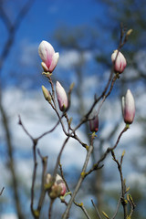 Many magnolia flowers on a green background in the park.
