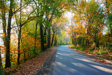Fototapeta premium Bright and scenic landscape of new road across auttumn trees with fallen orange and yellow leaf