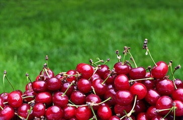 Closeup of ripe redcurrant on the branch. selective focus.