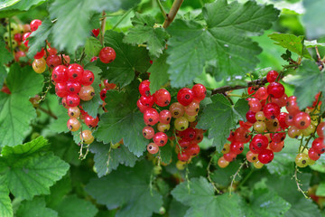 Closeup sweet red cherries on green summer grass. Summertime. holidays background.