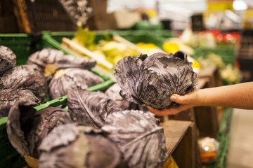 woman's hand holding a red cabbage