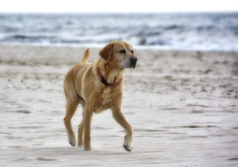 Labrador