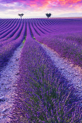 Violette Lavendelbüsche. Schöne Farben lila Lavendelfelder in der Nähe von Valensole, Provence