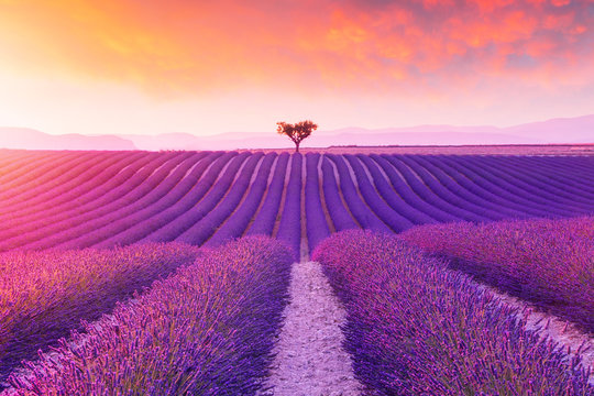 Violet lavender bushes.Beautiful colors purple lavender fields near Valensole, Provence © rolandbarat