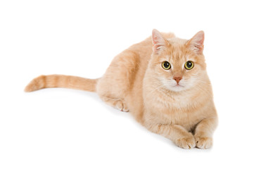 Obraz premium Cremefarbener Kater isoliert auf weißem Grund