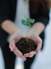 close up. business woman holding a fresh sprout