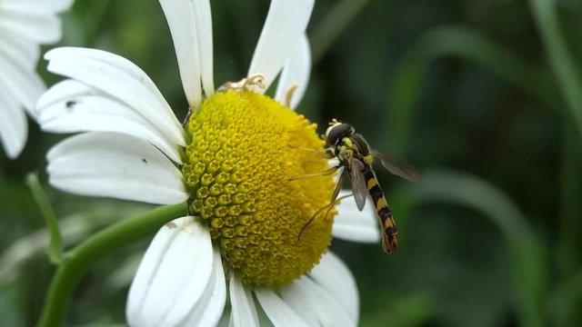 Syrphe sur p&acirc;querette.