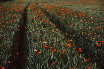 Fototapeta premium Mohnblumenfeld