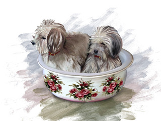 Cani, seduti in un catino di ceramica, decorato con rose © Orietta