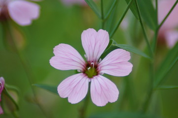 Fototapeta na wymiar sanfte Blüte