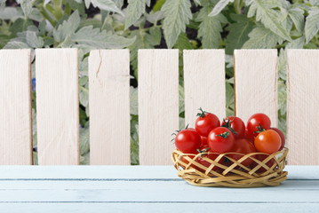 Red ripe cherry tomatoes on wicker basket in garden. Wooden table on background of wooden fence and tomato plant. Side view. Copy space. Rustic lifestyle concept