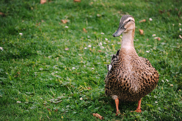 Ente