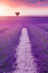 Naklejka premium Fioletowe krzewy lawendy.Piękne kolory fioletowe pola lawendy w pobliżu Valensole w Prowansji