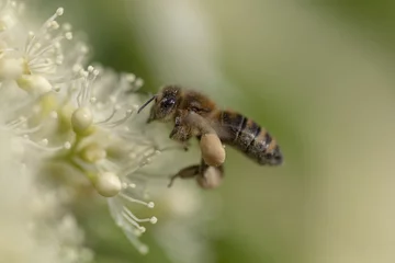 Fotobehang Biene fliegt an Blüte mit dicken Pollenbeuteln © scaleworker