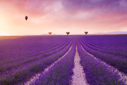 Violet  lavender bushes.Beautiful colors purple lavender fields near Valensole, Provence