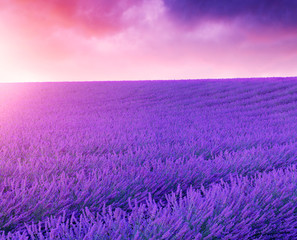 Fototapeta premium Fioletowe krzewy lawendy. Piękne kolory fioletowe pola lawendy w pobliżu Valensole, Prowansja