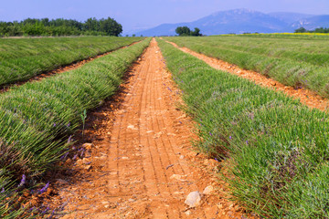 Fototapeta na wymiar Lavender field harvesting near Valensole in Provence