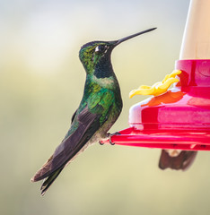 colibrí © maximiliano