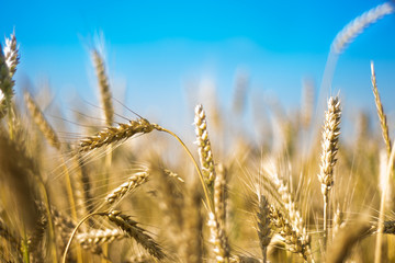 Fototapeta premium Golden wheat field with blue sky in background