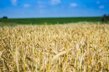 Golden wheat field with blue sky in background