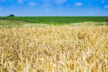 Golden wheat field with blue sky in background