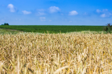 Golden wheat field with blue sky in background