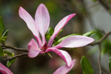 Beautiful purple magnolia flowers in the spring season on the magnolia tree